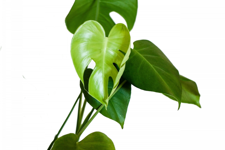 Cuarto de Contadores psicología presencial y online